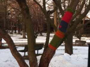 A tree branch with sweater (or sock?) on the Grinnell College campus