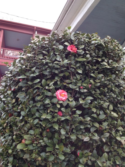 Camellias near MLKings's birthplace